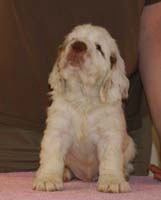 Spice_Twice_Hobgoblin_7weeks_i