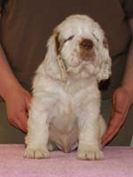 Spice_Twice_Hobgoblin_7weeks_j