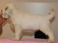 Spice_Twice_Hobgoblin_7weeks_k