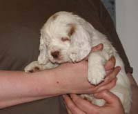 Spice_Twice_Mymble_7weeks_d