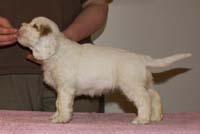 Spice_Twice_Mymble_7weeks_g