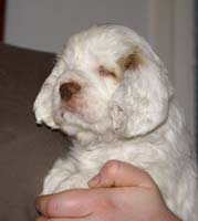 Spice_Twice_Mymble_7weeks_k