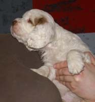 Spice_Twice_Mymble_7weeks_l