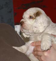 Spice_Twice_Mymble_7weeks_m