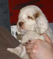 Spice_Twice_Mymble_7weeks_o