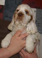 Spice_Twice_Snufkin_7weeks_j