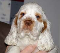 Spice_Twice_Snufkin_7weeks_ll