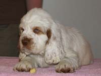 Spice_Twice_Snufkin_7weeks_p