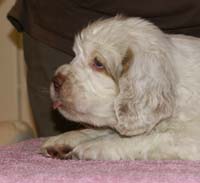 Spice_Twice_Too-Ticky_7weeks_c