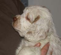 Spice_Twice_Too-Ticky_7weeks_e