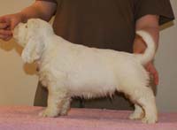 Spice_Twice_Whomper_7weeks_h