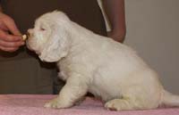 Spice_Twice_Whomper_7weeks_l