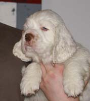 Spice_Twice_Whomper_7weeks_p