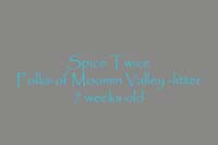 Vieno_Zorro_litter_7weeks