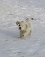 Vieno_Zorro_litter_7weeks_b