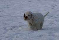 Vieno_Zorro_litter_7weeks_g