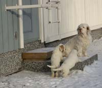 Vieno_Zorro_litter_7weeks_i