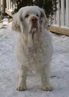 Vieno_Zorro_litter_7weeks_iii