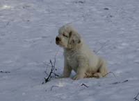 Vieno_Zorro_litter_7weeks_j