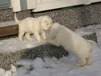 Vieno_Zorro_litter_7weeks_o