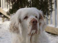 Vieno_Zorro_litter_7weeks_q