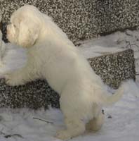 Vieno_Zorro_litter_7weeks_s