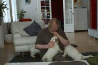 Vieno_Zorro_litter_7weeks_t