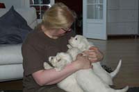 Vieno_Zorro_litter_7weeks_ttt