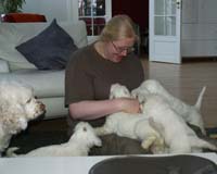 Vieno_Zorro_litter_7weeks_uuu