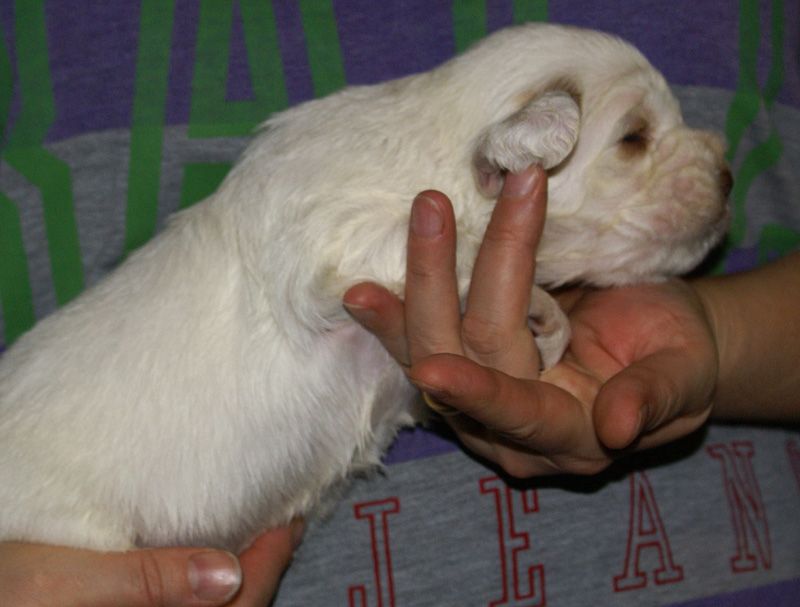 Vieno_Zorro_litter_nearly3weeks_BoyBronze_c