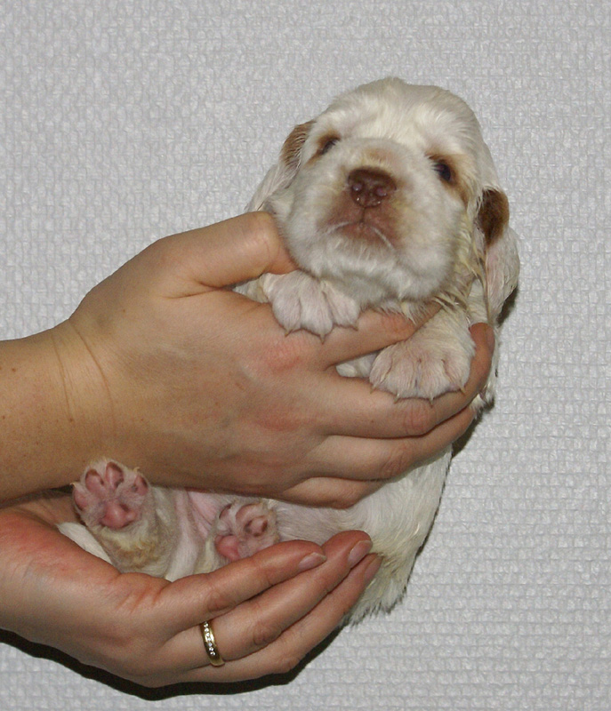 Vieno_Zorro_litter_nearly3weeks_BoyBronze_e