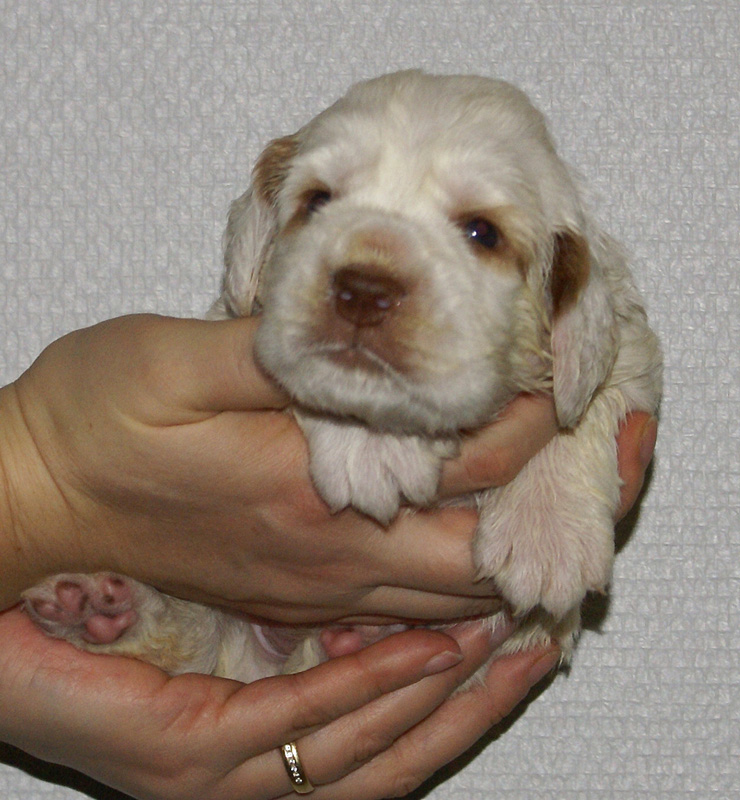 Vieno_Zorro_litter_nearly3weeks_BoyBronze_f