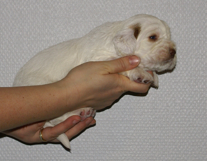 Vieno_Zorro_litter_nearly3weeks_BoyBronze_g