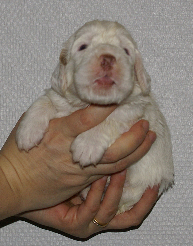 Vieno_Zorro_litter_nearly3weeks_BoyPink_a