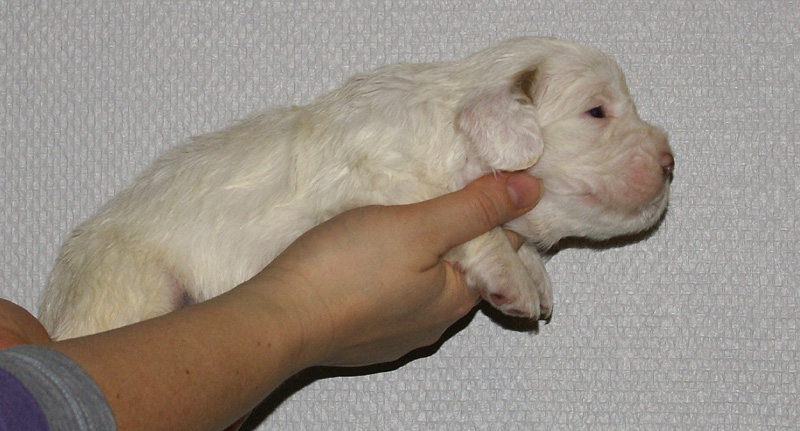 Vieno_Zorro_litter_nearly3weeks_BoyPink_c