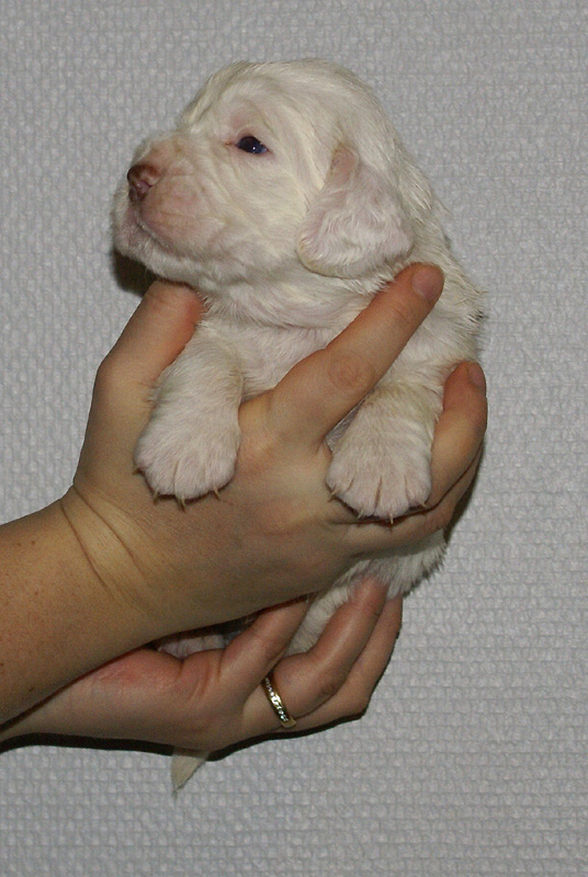 Vieno_Zorro_litter_nearly3weeks_BoyPink_d