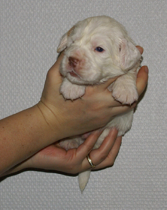 Vieno_Zorro_litter_nearly3weeks_BoyPink_e