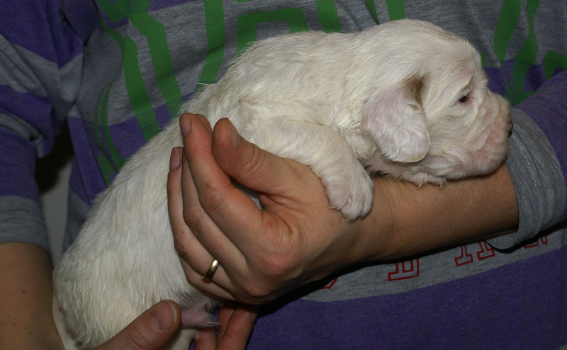 Vieno_Zorro_litter_nearly3weeks_BoyPink_f