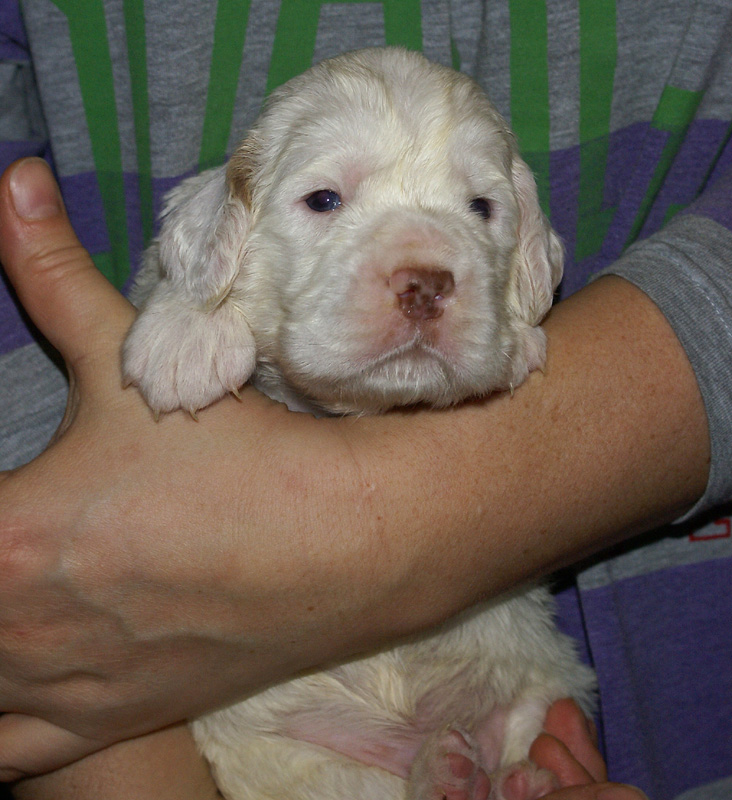 Vieno_Zorro_litter_nearly3weeks_BoyPink_g