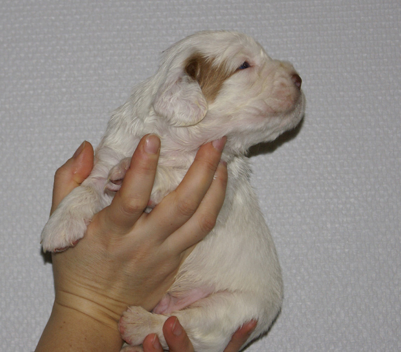 Vieno_Zorro_litter_nearly3weeks_BoyPurple_b