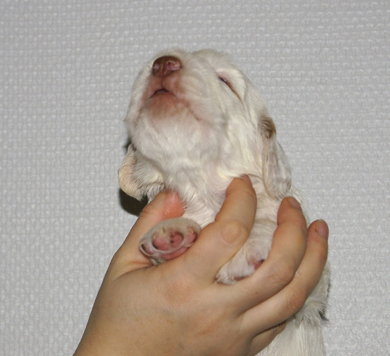 Vieno_Zorro_litter_nearly3weeks_BoyPurple_g