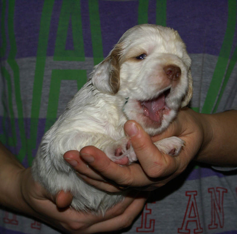 Vieno_Zorro_litter_nearly3weeks_GirlBronze_a