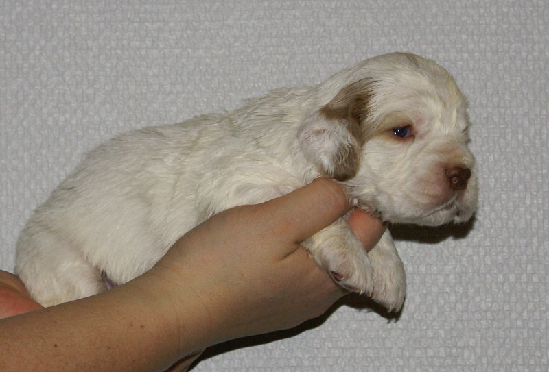 Vieno_Zorro_litter_nearly3weeks_GirlBronze_c