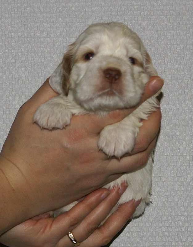 Vieno_Zorro_litter_nearly3weeks_GirlBronze_d