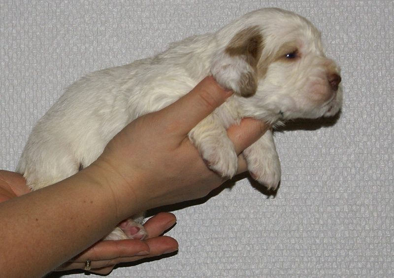 Vieno_Zorro_litter_nearly3weeks_GirlBronze_e