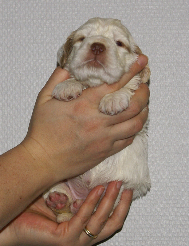 Vieno_Zorro_litter_nearly3weeks_GirlBronze_f