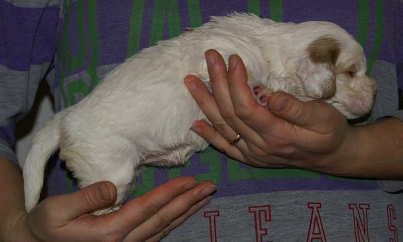 Vieno_Zorro_litter_nearly3weeks_GirlBronze_g