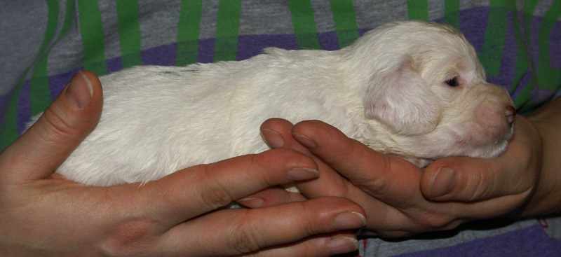 Vieno_Zorro_litter_nearly3weeks_GirlGreen_a