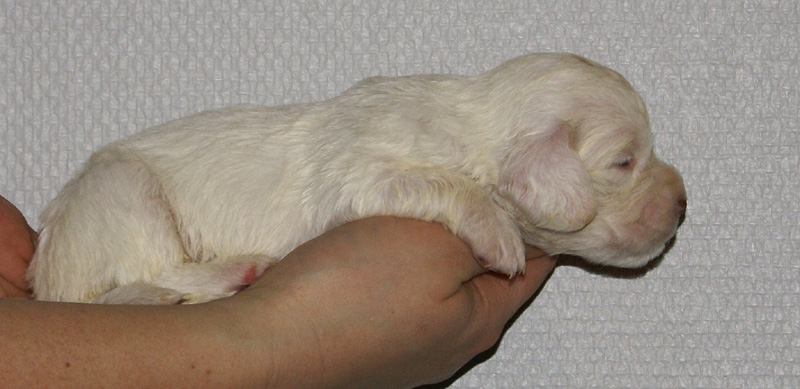 Vieno_Zorro_litter_nearly3weeks_GirlGreen_e