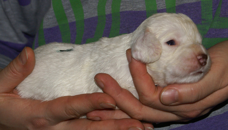 Vieno_Zorro_litter_nearly3weeks_GirlGreen_f